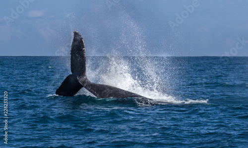 Humpback whale playfully slaps tail on the ocean in foreground of the island of The Dominican Republic