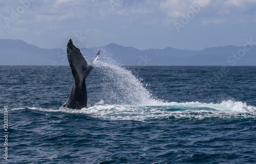 Humpback whale playfully slaps tail on the ocean in foreground of the island of The Dominican Republic © Cristin