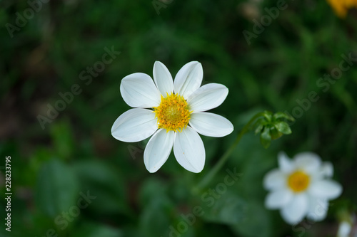 White flowers and green background