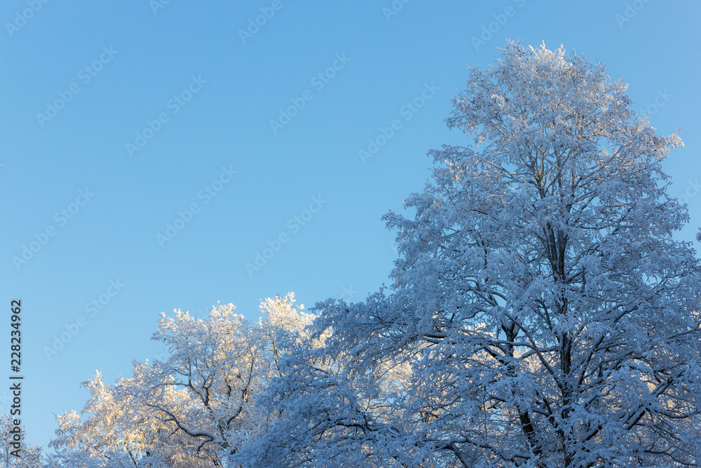 trees in cold winter day
