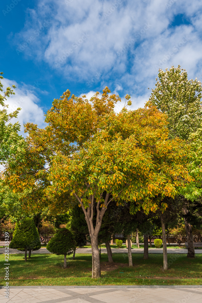 Yellow trees in public city park