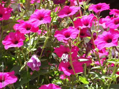 flowers in the garden