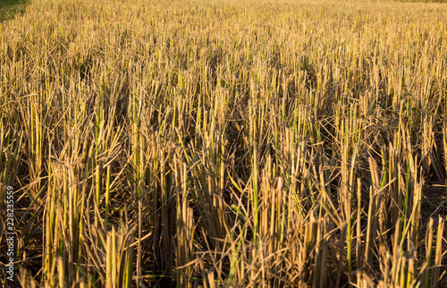 Rice straw after harvested