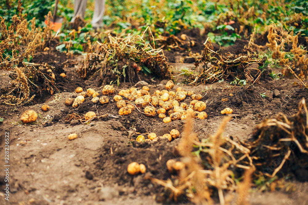 Fresh Potatoes Dig From Ground in The farm. Potato Harvesting. Fresh Potatoes Dig From Ground in The farm. Potato Harvesting.