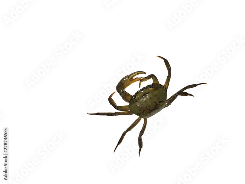 Crab (Field crab in thailand) Isolated on white background