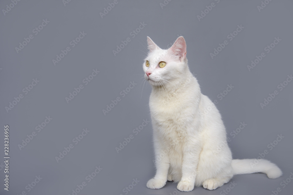 cute White cat on gray background cute White cat on gray background