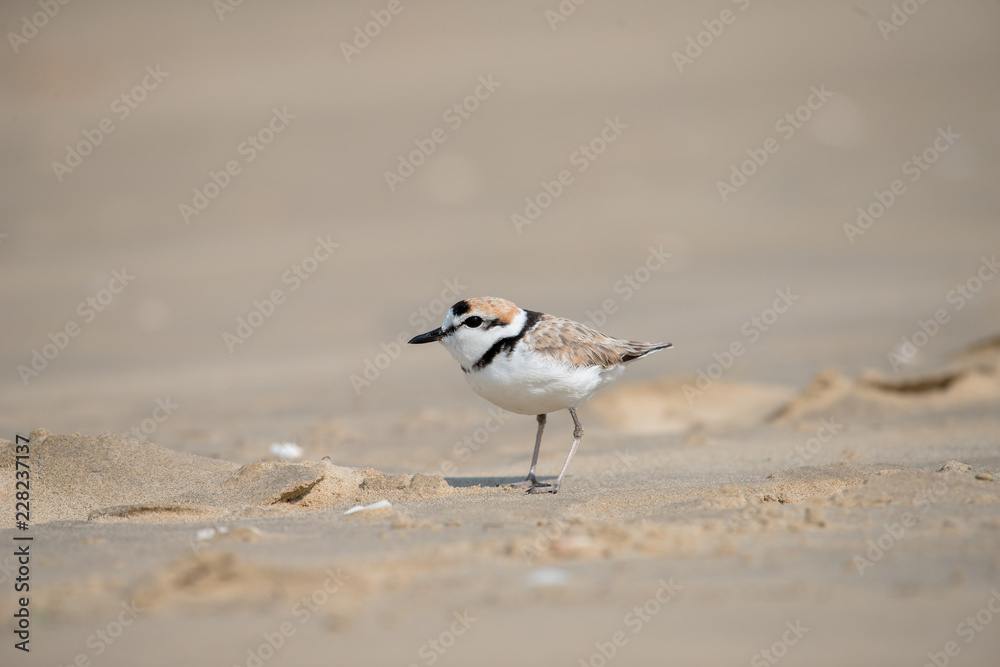 Malaysian plover is a small wader that nests on beaches and salt flats in Southeast Asia.