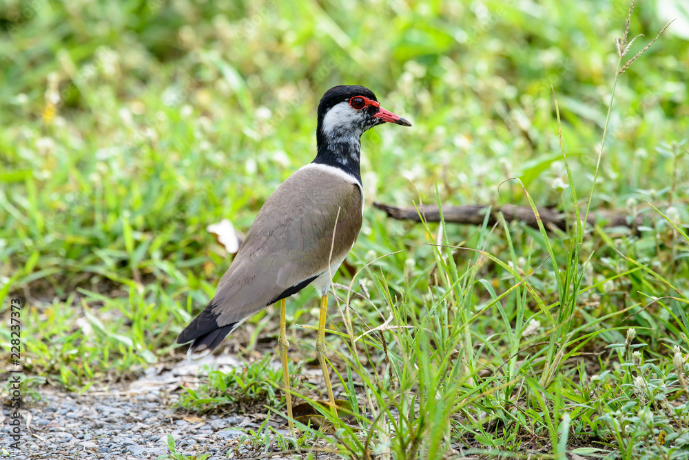 Red-wattled lapwing is an Asian lapwing or large plover, a wader in the family Charadriidae. They are ground birds that are incapable of perching. Red-wattled lapwing is an Asian lapwing or large plover, a wader in the family Charadriidae. They are ground birds that are incapable of perching.