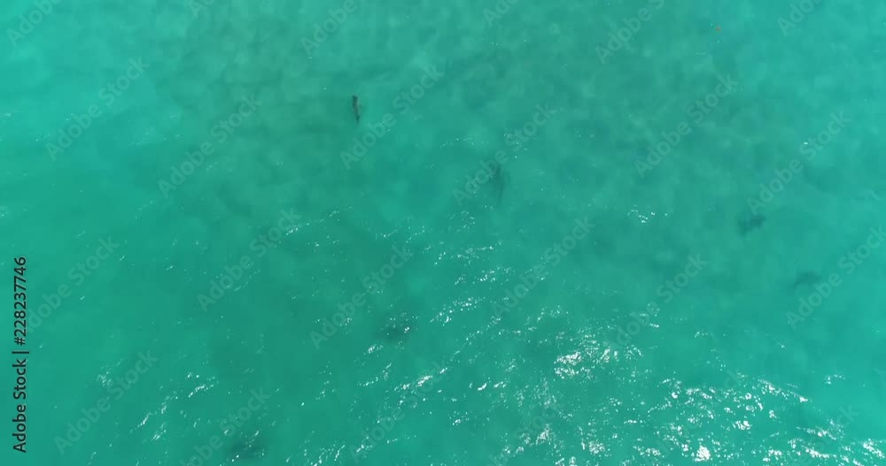 Aerial of Shark Migration in South Florida Aerial of Shark Migration in South Florida