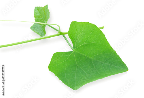 Lvy Gourd, Cocconia grandis (L.) Voigt, Coccinia leaves isolated on white background. Healthy food for slow down aging