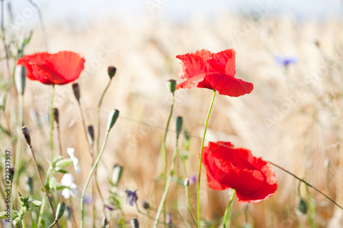 Fototapeta Naklejka Na Ścianę i Meble -  Mohnblumen,