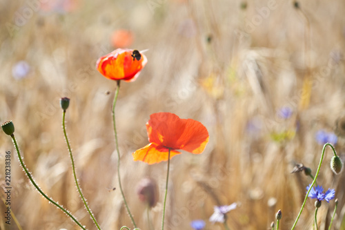 Fototapeta Naklejka Na Ścianę i Meble -  Mohnblumen mit Biene
