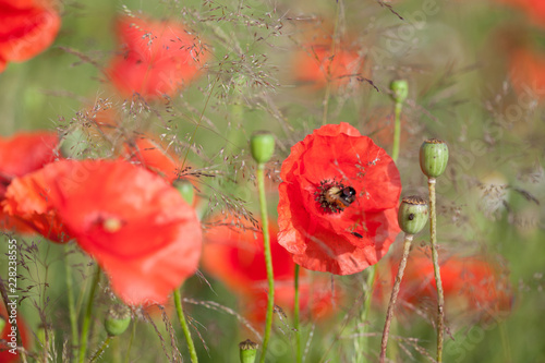 Fototapeta Naklejka Na Ścianę i Meble -  Mohnblumen und Gräser