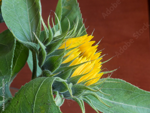 junge Sonnenblume im ersten Aufblühen