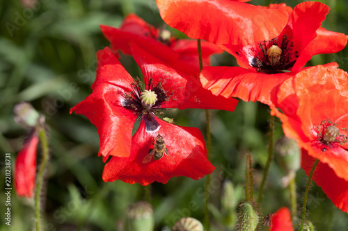Fototapeta Naklejka Na Ścianę i Meble -  Mohnblumen mit Wespe
