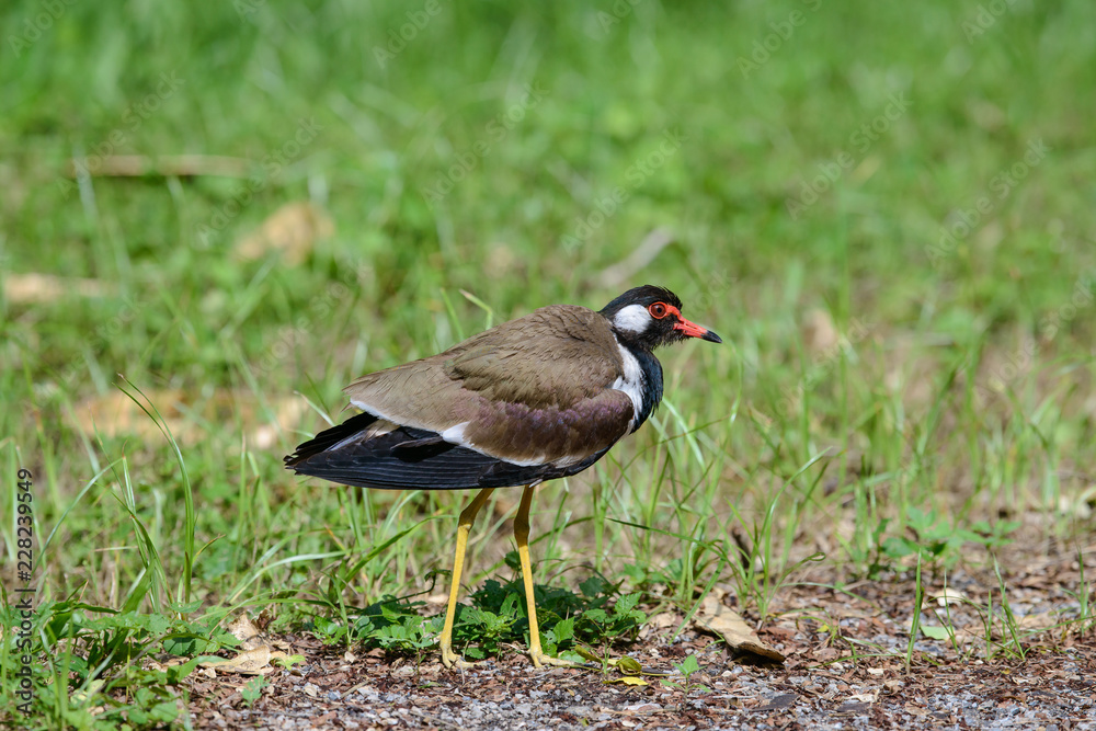 Red-wattled lapwing is an Asian lapwing or large plover, a wader in the family Charadriidae. Red-wattled lapwing is an Asian lapwing or large plover, a wader in the family Charadriidae.
