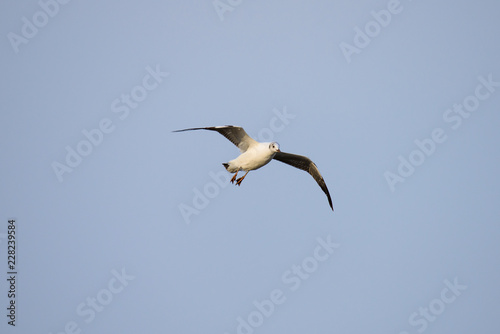 flying seagull at bangpu recreation center samut prakan thailand