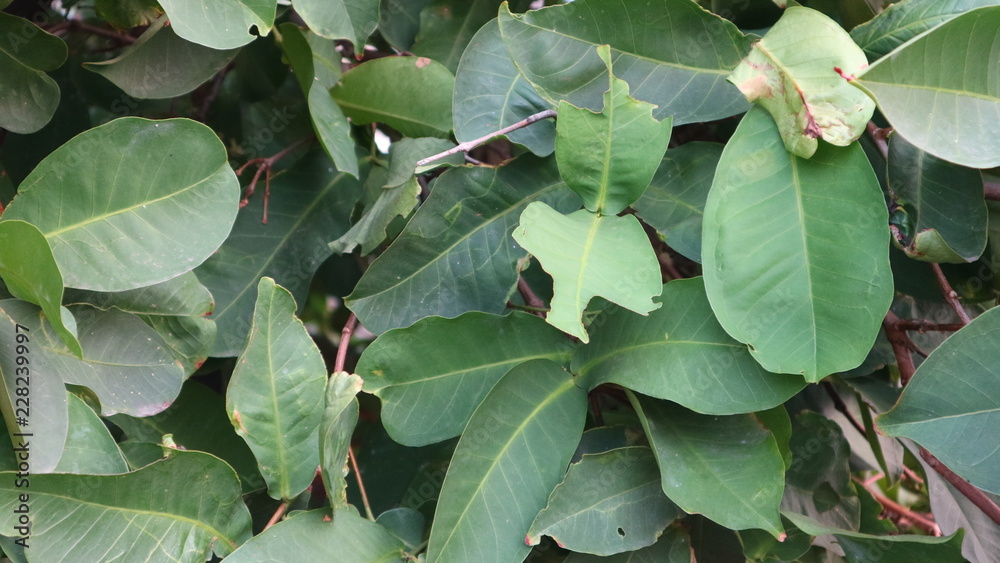Green leaves in cloudy garden Green leaves in cloudy garden