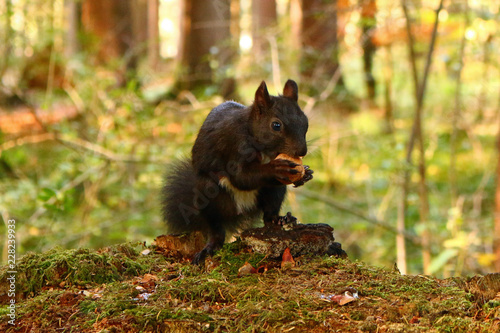 Eichhörnchen (Sciurus)