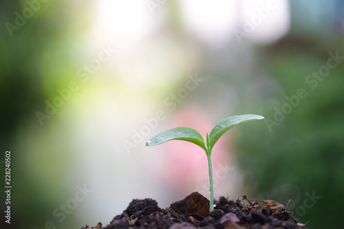 Young green plant growing