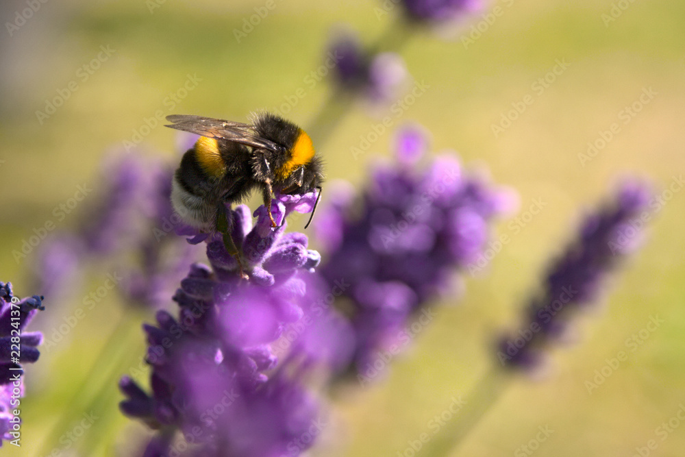 Fleißige Hummel im Abendlicht auf violettem Lavendel Fleißige Hummel im Abendlicht auf violettem Lavendel