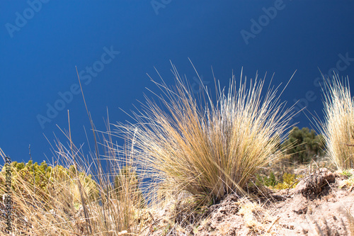 Silvergrass from the rock with clear blue sky