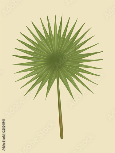 Tropical green fan palm leaf