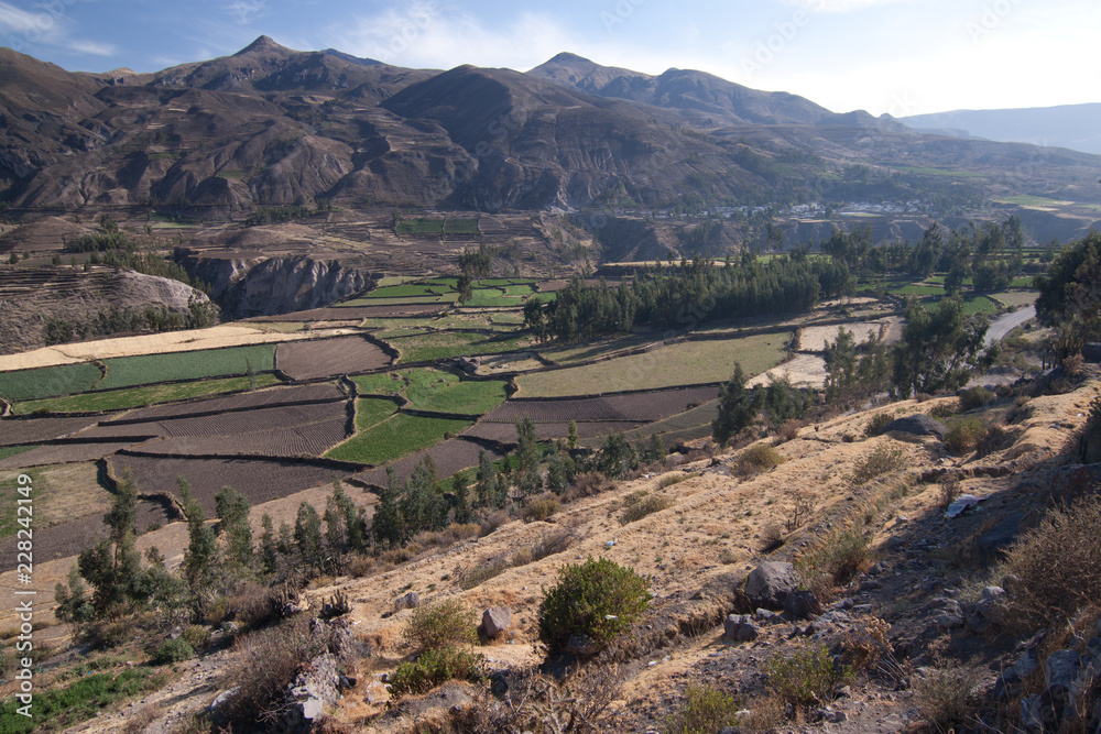 agriculture terraced farm in colca Valley #1