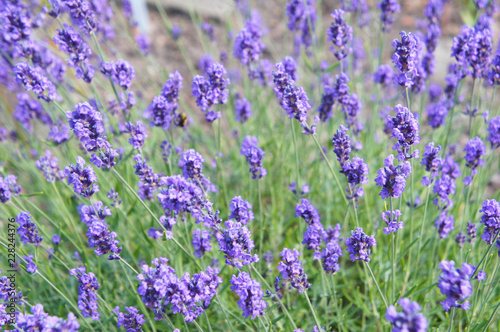 English lavender or lavandula angustifolia melissa lilac purple flowers 