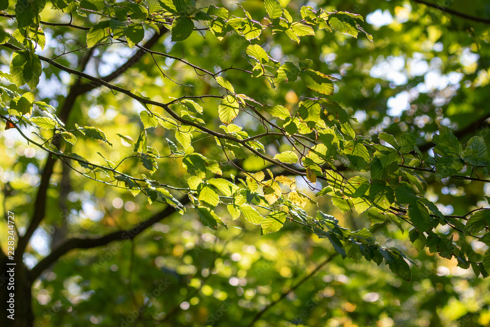 Fototapeta premium green filigree leaves of a beech hanging at the tree