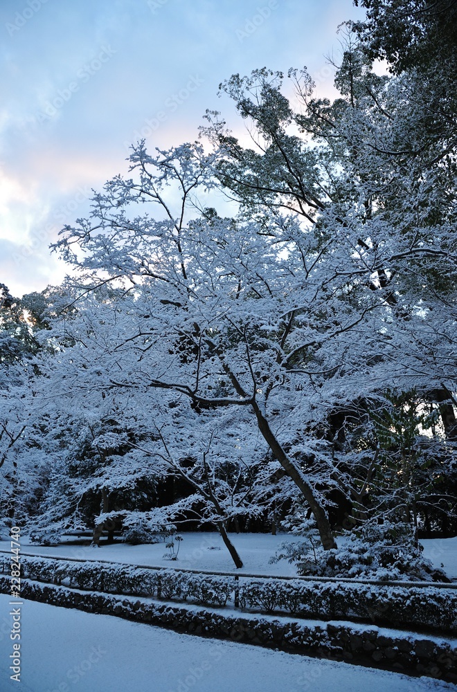 Naklejka premium 雪の参道./早朝の金閣寺の参道です.