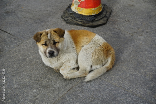 Stray Dog in Tibet
