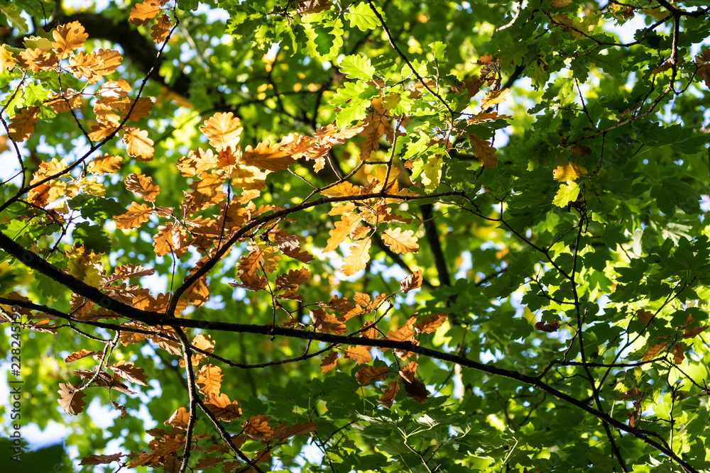colorful autumn leaves hanging at the tree in forest in the sunshine