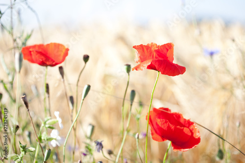 Fototapeta Naklejka Na Ścianę i Meble -  Mohnblumen