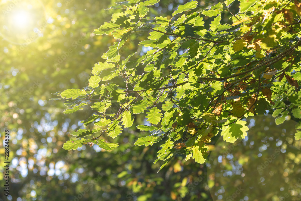 Fototapeta premium Green leaves in the treetop with golden backlight