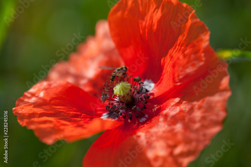 Fototapeta Naklejka Na Ścianę i Meble -  Mohnblüte mit Wespe