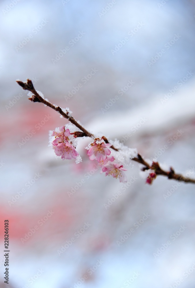 Obraz premium 雪と桜./冬桜に雪が積もっています.