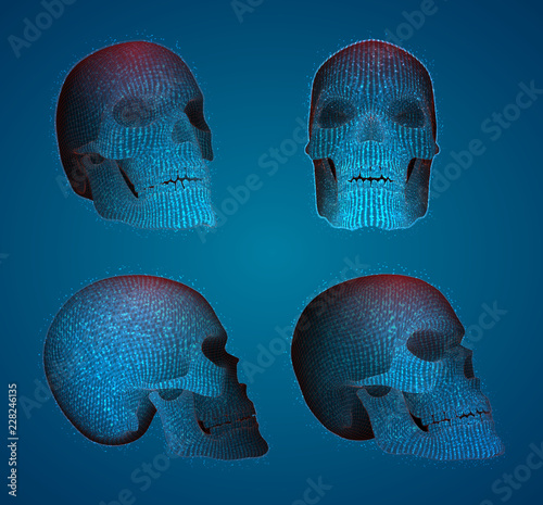 vectorial set of human skulls photo