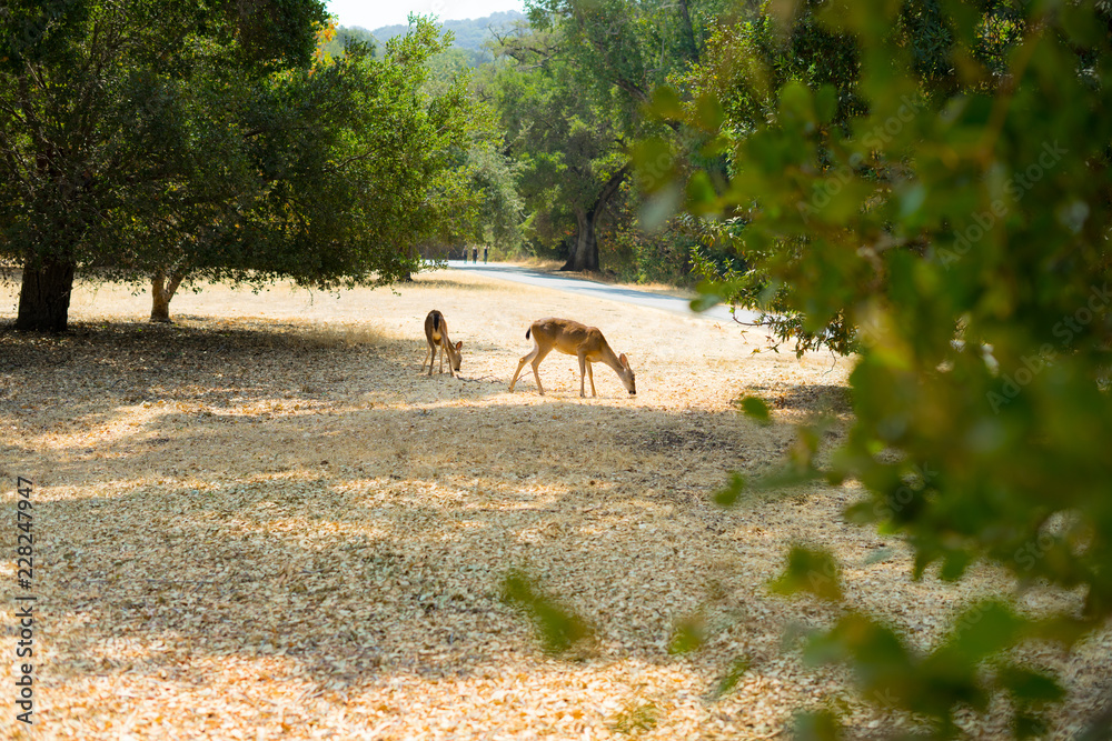 Fototapeta premium two little fawn in the park