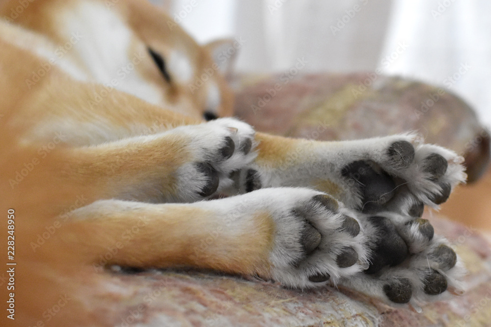 柴犬 肉球集合stock Photo Adobe Stock