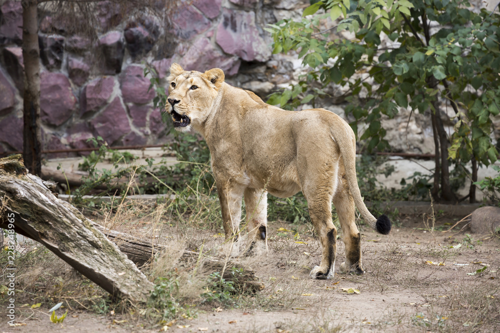 Naklejka premium Lioness. The lion is a predatory mammal, one of the four representatives of the genus Panthers.