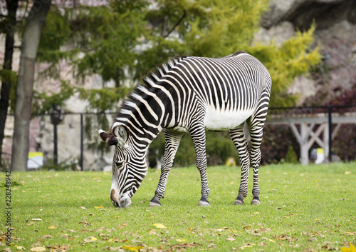 Zebra. Zebras are a variety of wild horses. All zebras have the same type of coloring is black and white stripes.