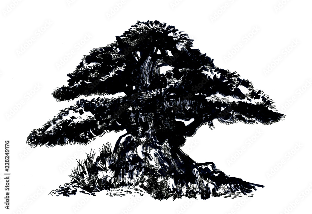 Obraz premium Bonsai tree, Ink drawing.