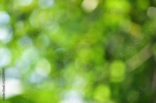 Background and bokeh. The images have beautiful lighting and circular blurred images suitable for the background. To shoot under a tree shade. Blurry images appear green and white reflecting a beautif © noiphoto