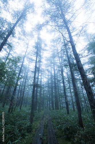 霧の森