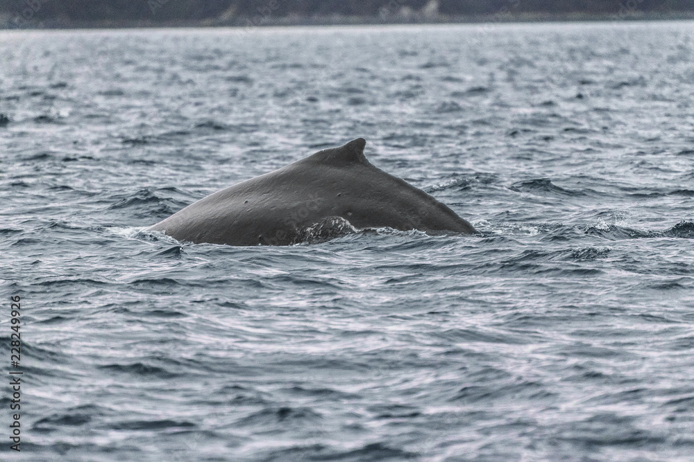 Obraz premium Rejs z obserwacją wielorybów Alaska turystyczny cel wakacji letnich - humbak płetwa grzbietowa łamiąca wodę