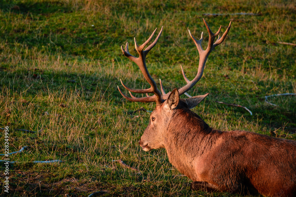 Deer Hirsch in der Natur auf der Wiese Deer Hirsch in der Natur auf der Wiese