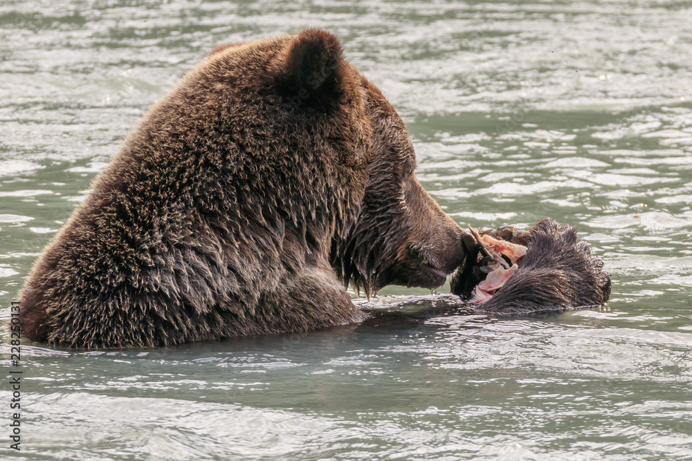 Bear fishing in the Chilkoot river, Haines Alaska Bear fishing in the Chilkoot river, Haines Alaska