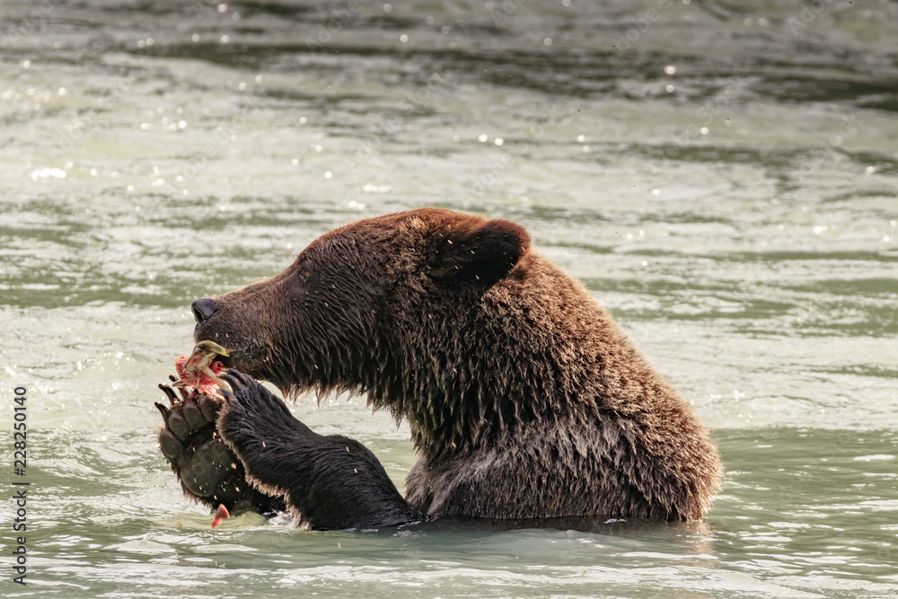 Bear fishing in the Chilkoot river, Haines Alaska Bear fishing in the Chilkoot river, Haines Alaska