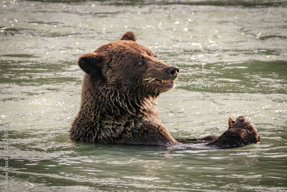 Bear fishing in the Chilkoot river, Haines Alaska Bear fishing in the Chilkoot river, Haines Alaska